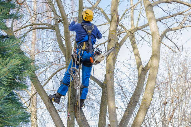 Best Tree Maintenance Programs  in Ester, AK