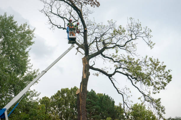 Best Root Management and Removal  in Ester, AK