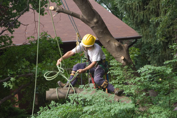 How Our Tree Care Process Works  in  Ester, AK