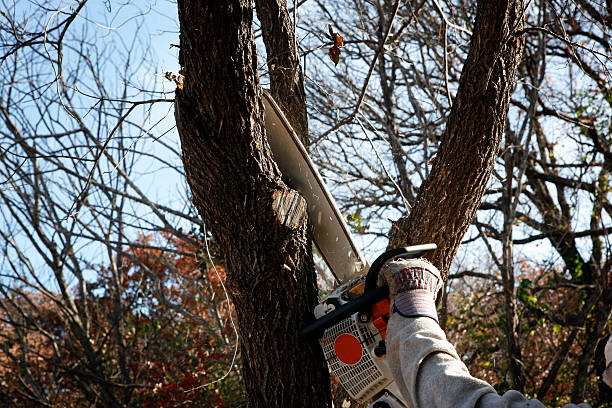 Best Emergency Tree Removal  in Ester, AK